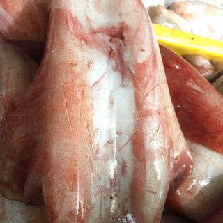 Mực lá đại dương