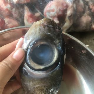 Mắt cá ngừ đại dương