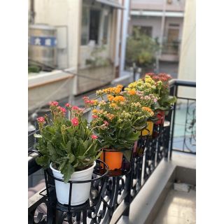 Giỏ hoa ban công - hàng đẹp được sơn bằng sơn tĩnh điện