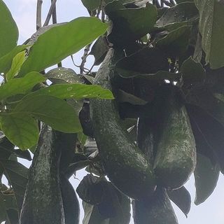 Bơ 034 -Bảo Lộc- Lâm Đồng: 3-4 trái/ Kg