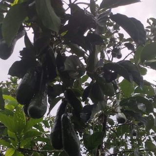 Bơ 034 -Bảo Lộc- Lâm Đồng: 3-4 trái/ Kg