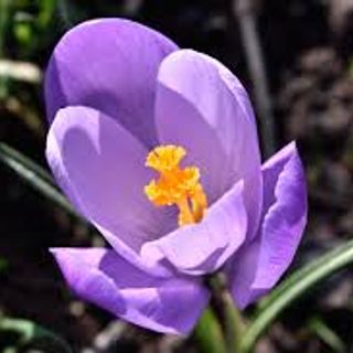 Saffron Bahraman Tây Á - chính ngạch từ Iran giấy tờ đầy đủ