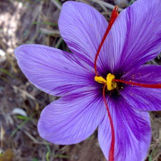 Saffron Bahraman Tây Á - chính ngạch từ Iran giấy tờ đầy đủ
