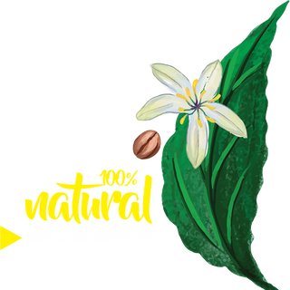 Mật Ong Tự Nhiên Từ Hoa Rừng (Hoa Trắng) Wild Flower 500ml