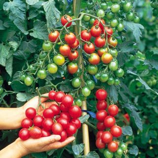 Cà Chua Cherry