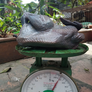Gà Ác Tần 300g
