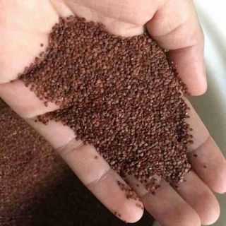 Hạt Ngũ Hoa 100gr