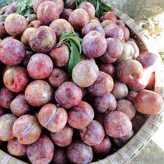 Mận Hậu Mộc Châu - Sơn La