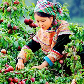Mận Hậu Mộc Châu - Sơn La