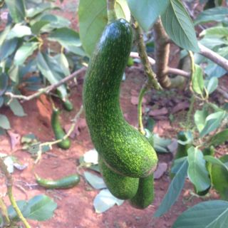 BƠ 034 - ĐẶC SẢN LÂM ĐỒNG