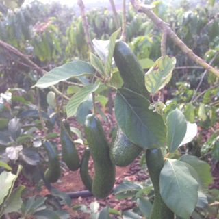 BƠ 034 - ĐẶC SẢN LÂM ĐỒNG