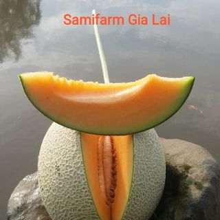 dưa lưới organic sản phẩm của SAMIFARM