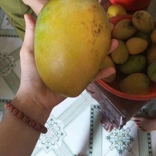 Xoài mũ