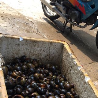 Ốc bưu đồng miền trung sỉ và lẻ