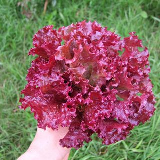 HẠT GIỐNG RAU XÀ LÁCH XOĂN TÍM