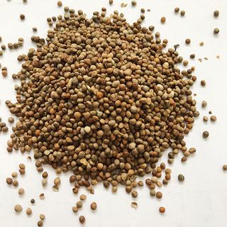 Hạt tía tô rang ép dầu