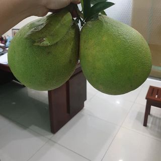 Bưởi da xanh organic