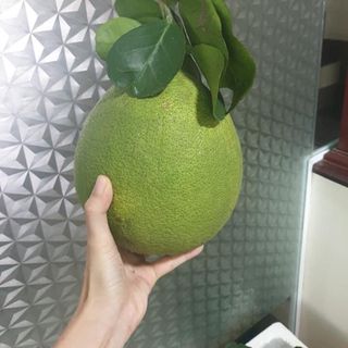 Bưởi da xanh organic