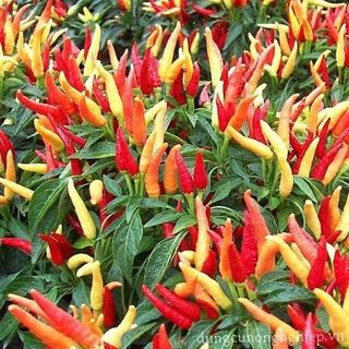 Hạt Giống Ớt Chỉ Thiên Chùm Gói 10 Gam Hạt