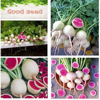 HẠT GIỐNG CỦ CẢI RUỘT ĐỎ 10 GAM HẠT