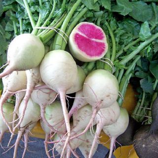 HẠT GIỐNG CỦ CẢI RUỘT ĐỎ 10 GAM HẠT