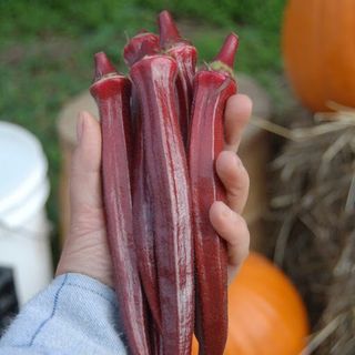 Hạt Giống Đậu Bắp Đỏ