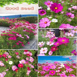 1 Lạng Hạt Giống Hoa Sao Nháy Mix