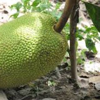 Mít Nghệ Mít Thái