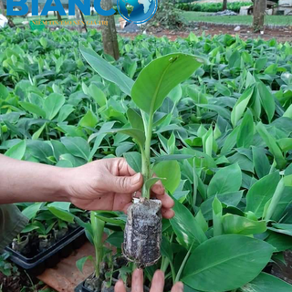Khay nhựa ươm hạt giống các kích thước