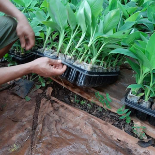 Khay nhựa ươm hạt giống các kích thước
