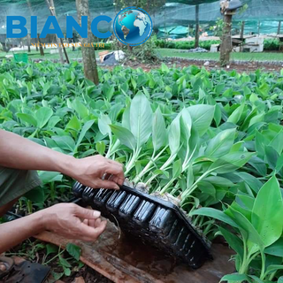 Khay nhựa ươm hạt giống các kích thước