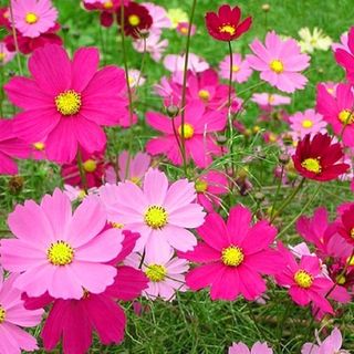 1 Lạng Hạt Giống Hoa Sao Nháy Mix