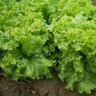 HẠT GIỐNG RAU XÀ LÁCH XOĂN XANH