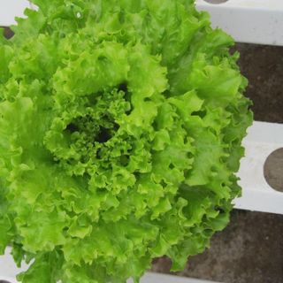 HẠT GIỐNG RAU XÀ LÁCH XOĂN XANH