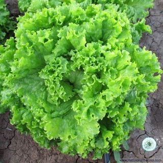 HẠT GIỐNG RAU XÀ LÁCH XOĂN XANH