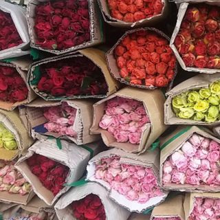 Hoa hồng đà lạt