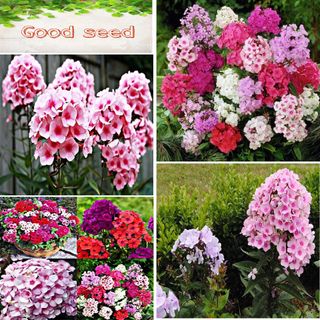 Hạt Giống Hoa Thanh Trúc