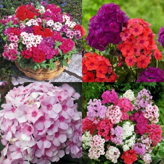 Hạt Giống Hoa Thanh Trúc