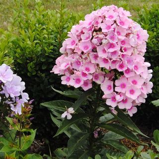 Hạt Giống Hoa Thanh Trúc