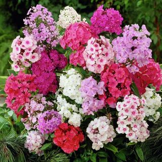 Hạt Giống Hoa Thanh Trúc