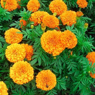 Hạt Giống Hoa Vạn Thọ Mỹ