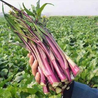 Hạt Giống Rau Cải Ngồng Tím
