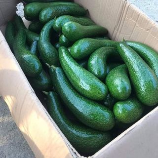 Bơ 034 Bảo Lộc sỉ