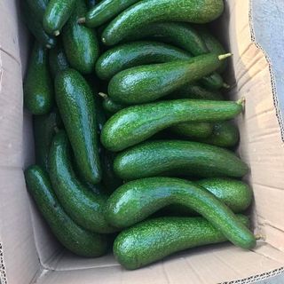 Bơ 034 Bảo Lộc sỉ