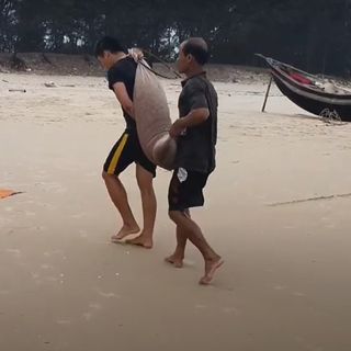 Ruốc khô, tép khô