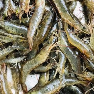 Bánh Lọc ngon rẻ nhất Huế