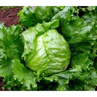 Gói 100 hạt giống xà lách búp ice chịu nhiệt