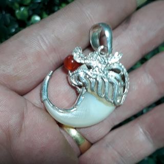 Móng hổ đã lên bạc