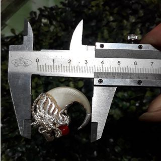 Móng hổ đã lên bạc