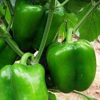 Gói 30 hạt ớt chuông ngọt cao sản
